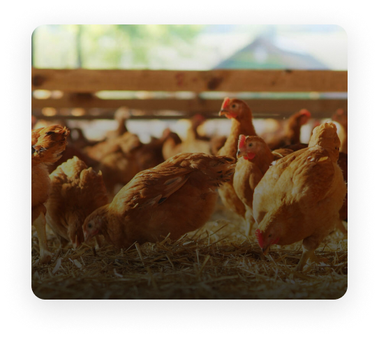 cluck-n-roll-cluck-n-cheese-sandwich-five-1x1-1 3